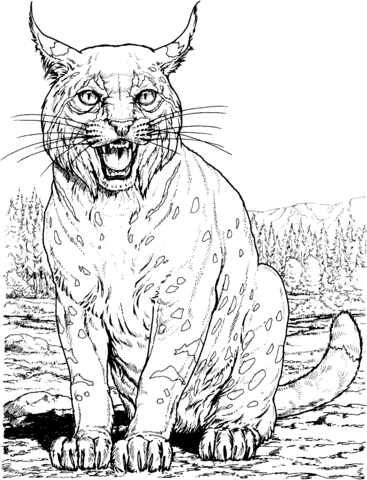 Lynx Cat Coloring Page